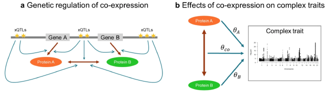 Schematic diagram of the co-expression-wide association study (COWAS) method.